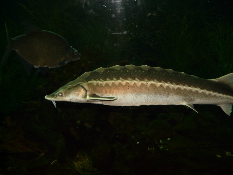 European sturgeon used to be found in rivers across Europe, reaching lengths of up to 6 metres. Now the species is critically endangered. Large freshwater fish are becoming increasingly rare worldwide. Image: Hans Braxmeier / Pixabay